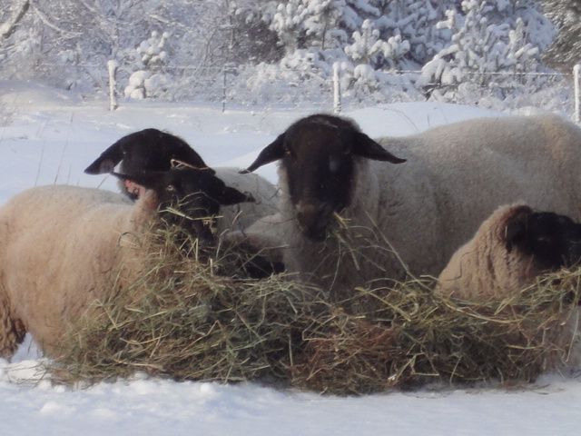 Winter sheep